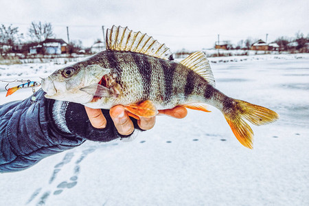 在冰背景上钓鱼图片