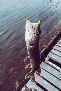 钓鱼在湖背景图片