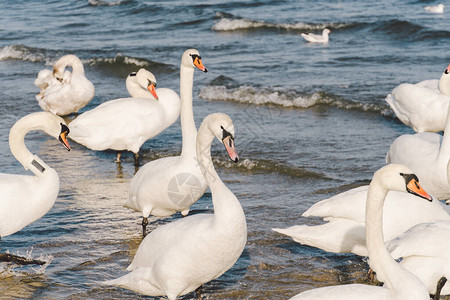 冬季波罗的海天鹅和海鸥图片