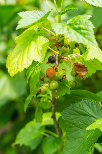 黑醋栗成熟绿色灌木大叶和浆果图片
