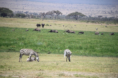 非洲肯尼亚Amboseli公园的图片