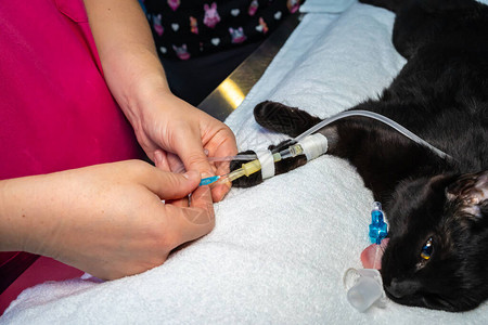兽医和护士在手术前将针头插入镇静猫的静脉导管图片