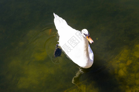 漂浮在湖面上的白天鹅图片
