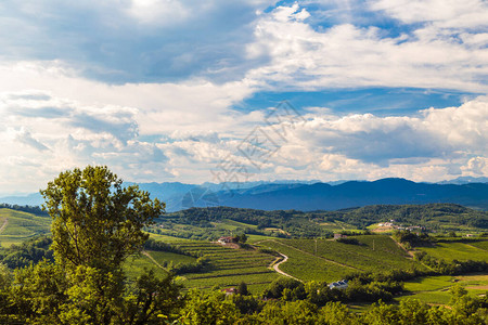 夏季下午在与斯洛文尼亚接壤的边界上意大利葡萄园意图片