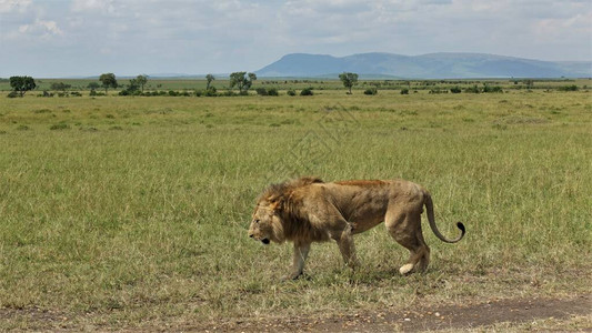 狮子王辛巴在肯尼亚马赛拉公园背景