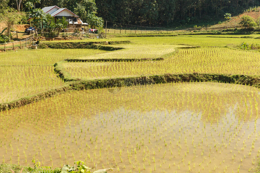Sainyabuli省老挝村舍附近的稻田中图片