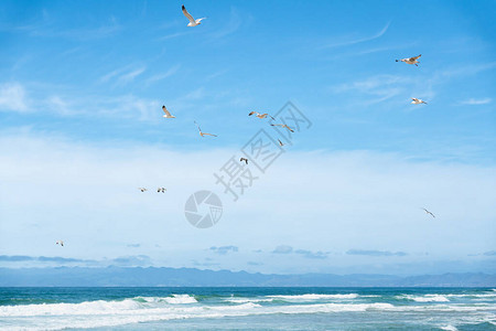 美丽的海景和鸟群飞过海面海洋波浪云图片