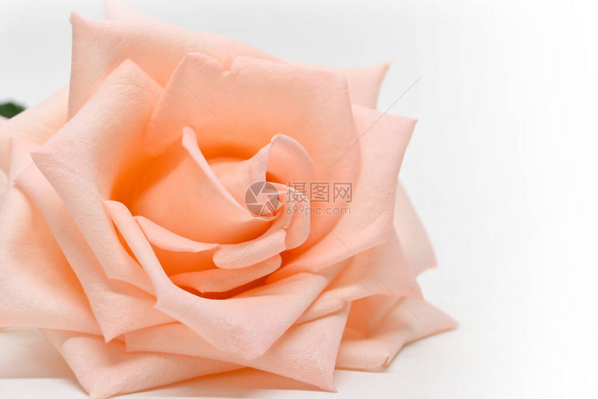 白色背景的橙色玫瑰金花图片