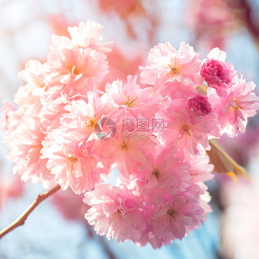 美丽的粉红樱花春天的樱花开与阳光泄图片
