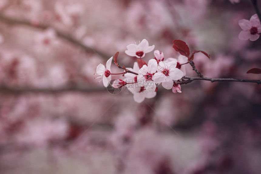 美丽樱花的选择焦点樱花季节通常发生在四月初樱花节在东京都和大阪等大多数主要图片
