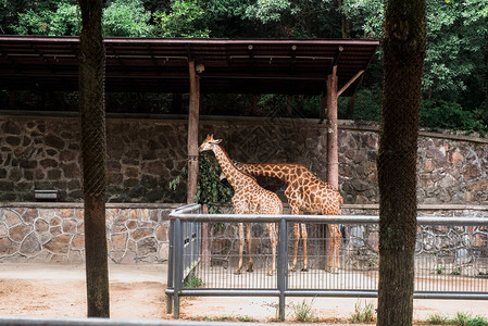 杭州动物园的长颈鹿图片