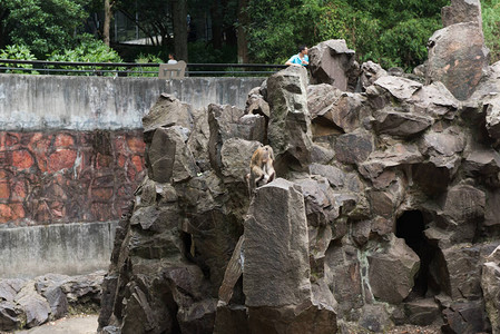 在杭州动物园的猴子图片