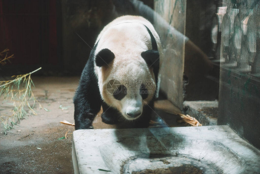 大熊猫在杭州动物园吃竹子图片