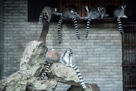 在杭州动物园的狐猴图片