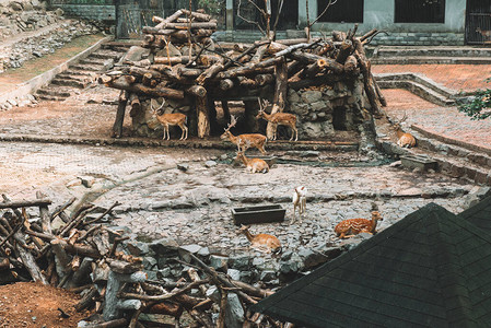 杭州动物园的鹿图片