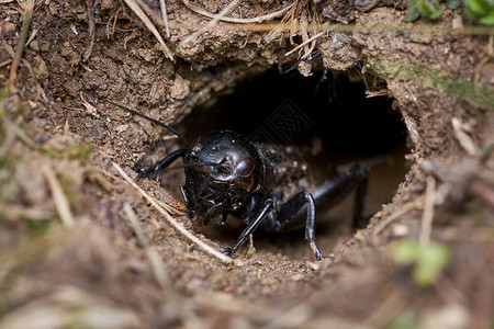 黑田蟋蟀小心地爬出洞穴背景图片