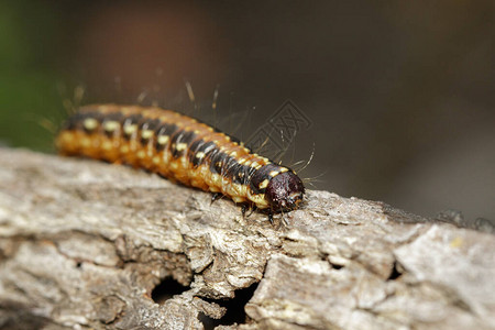棕色毛虫在木材上的图像在自然背景上虫子图片