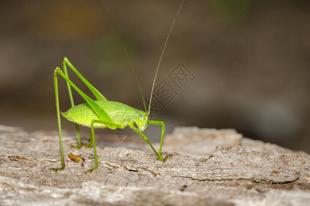 树上绿色丛林蟋蟀长角蚱蜢的图像昆虫动物图片