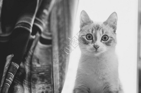 一只暹罗点猞猁猫坐在黑色和白色图片