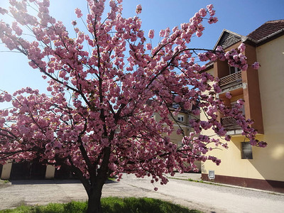 火葬场中的樱花时代美丽的花朵和背景图片