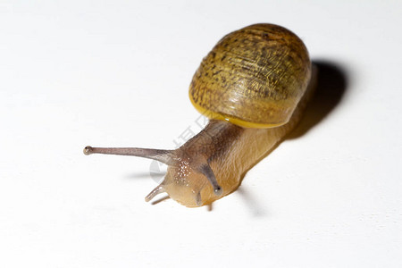 Cantareusapertus蜗牛有白色背景图片