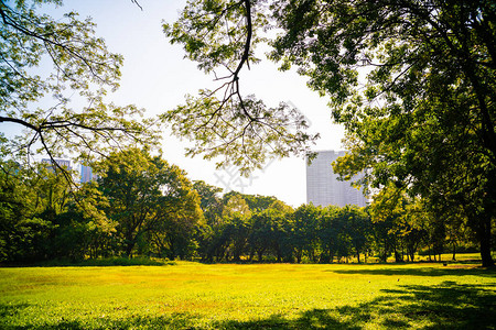 城市公园绿树林日晒光背景图片