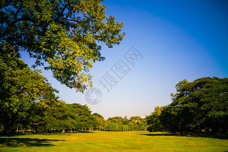 城市公园绿树林日晒光背景图片