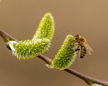 蜜蜂授粉在猫柳树上动物图片