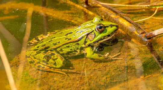 欧洲共同绿水青蛙Peophylaxesculentus在水图片