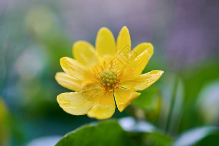 CalthaPalustris与黄色花朵palus图片
