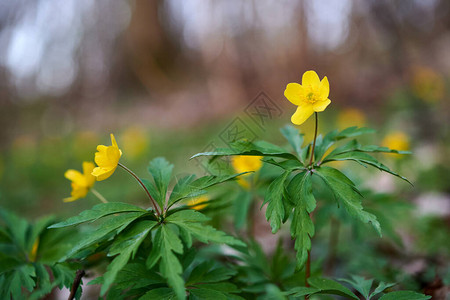 Palustris带黄色花朵图片