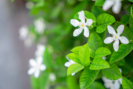 美丽的绿叶灌木和在阳光下绽放的雪花香娇小的满天星斗的纯白花瓣图片