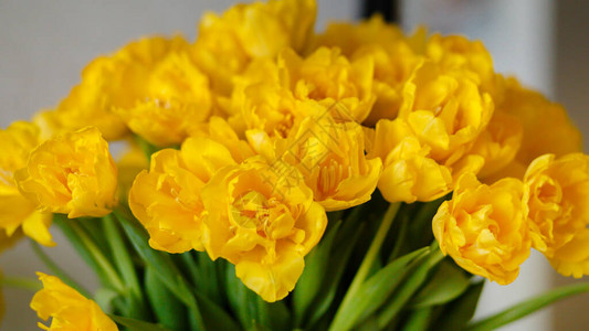 有黄色郁金香的花瓶图片