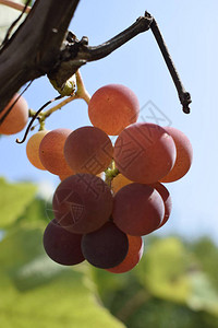未成熟的红葡萄阳光下葡萄藤上的一串葡萄葡萄藤上的葡萄图片