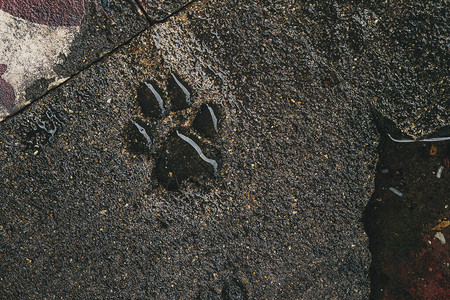 狗在石头上的脚印图片
