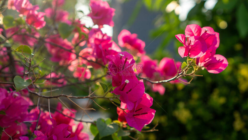 美丽的粉红色花瓣九重葛花卉植物图片