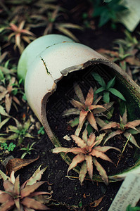 植物园的热带花朵开花图片