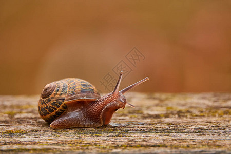 俗名罗马蜗牛勃艮第蜗牛食用蜗牛或蜗牛图片