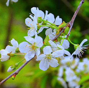 樱桃树花春初的花朵很漂亮春季的图片