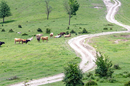山边绿色峡谷对土路的观察一群牛图片