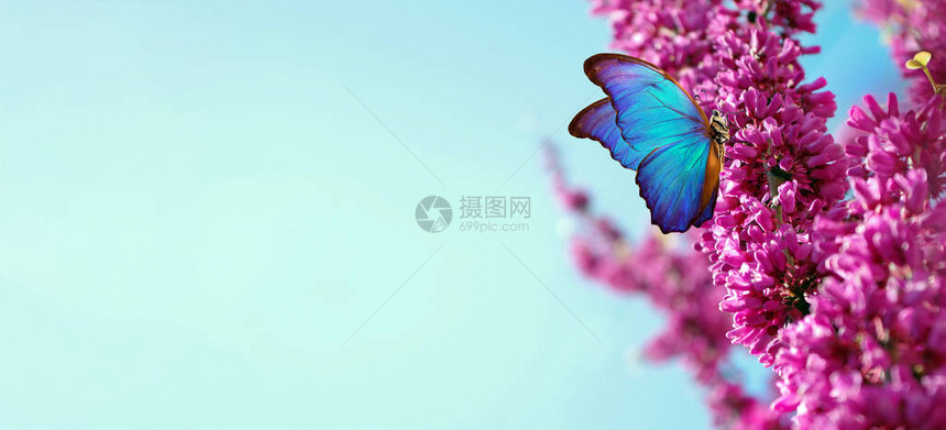 春天的花朵上明亮的蓝色大闪蝶盛开的樱花树枝映衬着蓝图片