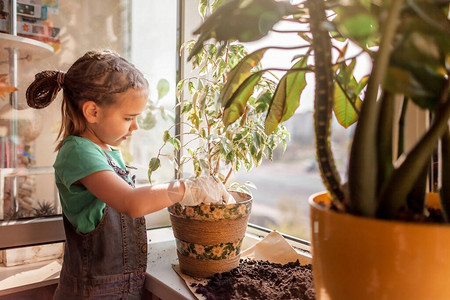 帮助照顾阳台窗户上家用植物的可爱女孩植树父母概念家庭园艺家图片