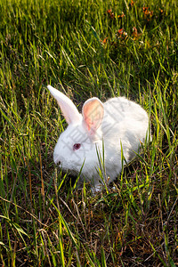 潘农白兔坐在绿草地上肉大兔图片