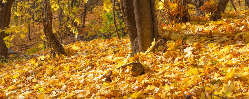 秋天的全景自然背景树林间森林里地上的秋叶地毯图片