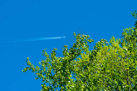 绿色树对天空的分支图片