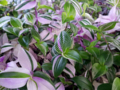绿白色和紫色的植物tradiscantia的五颜六色的叶子的视图模糊的背景植背景图片