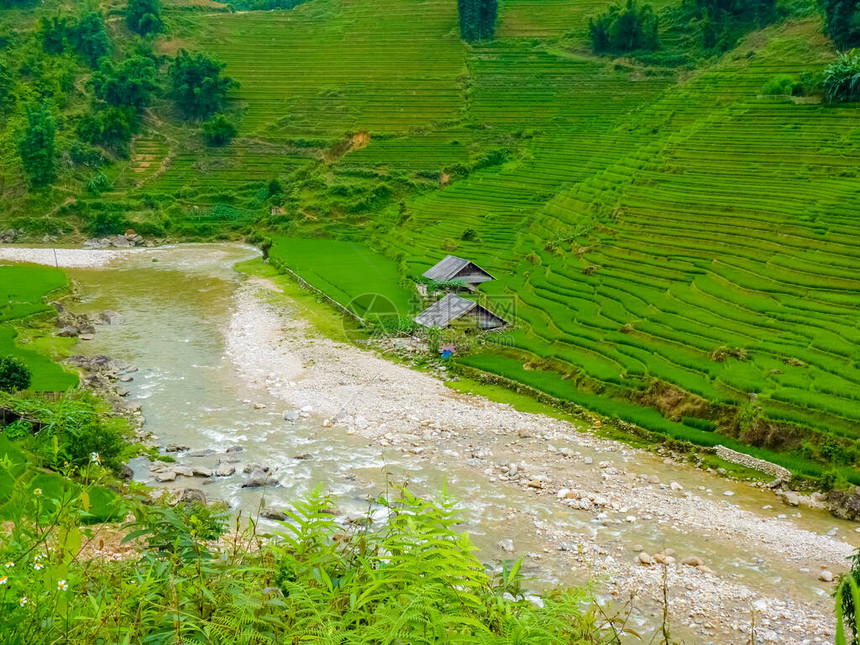 越南北山SapaChapa附近的老挝稻图片