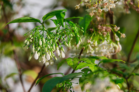水茉莉白花在枝条上遮光图片