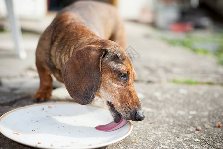 一只老棕色病狗想吃点食物改善图片