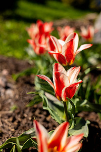 亮红色的郁金香花背景图片